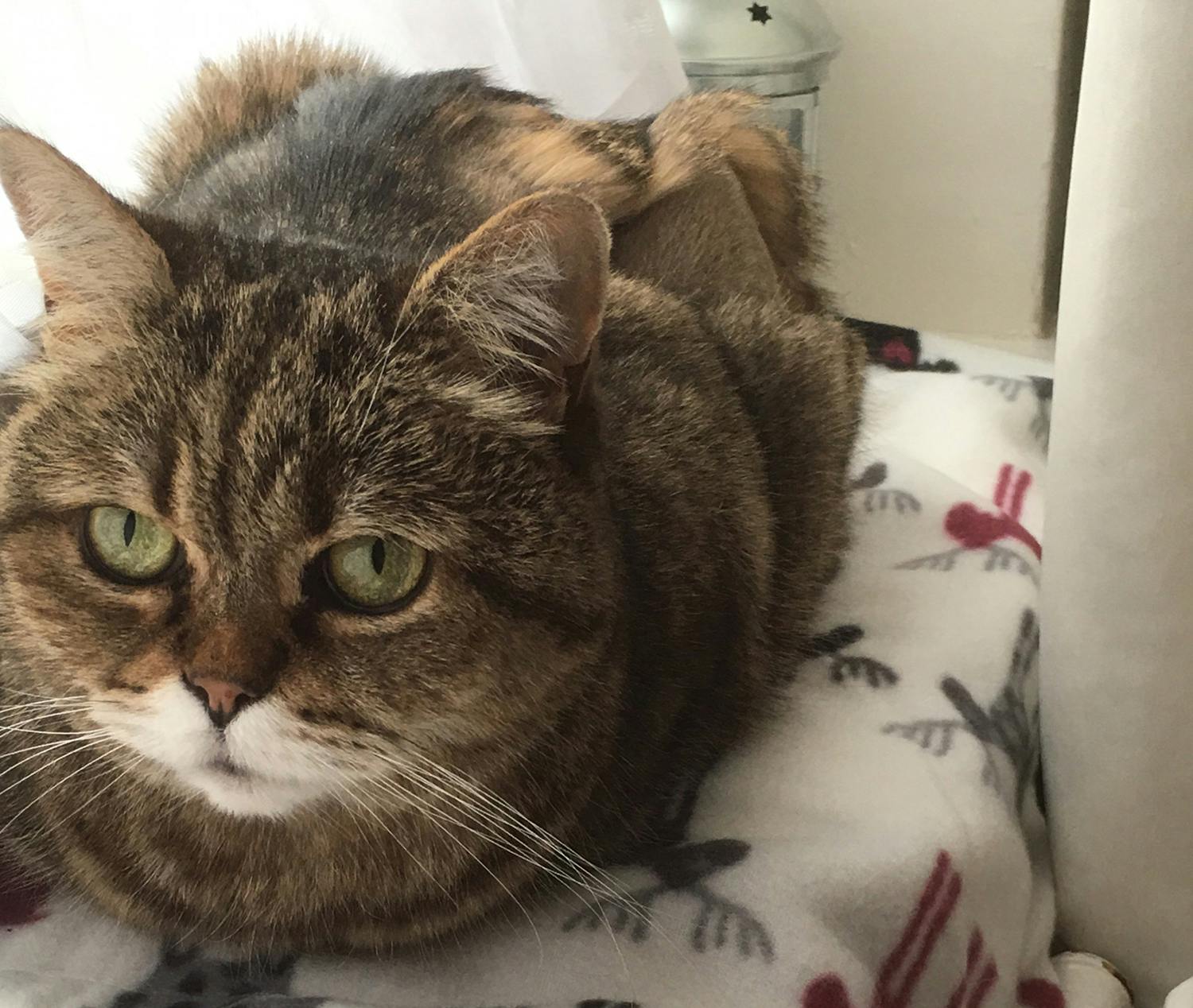 Cat left outside in the cold for a WEEK after her elderly owner died